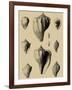 Shells on Khaki X-Denis Diderot-Framed Art Print