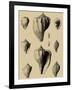 Shells on Khaki X-Denis Diderot-Framed Art Print