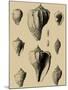 Shells on Khaki X-Denis Diderot-Mounted Art Print