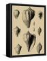 Shells on Khaki X-Denis Diderot-Framed Stretched Canvas