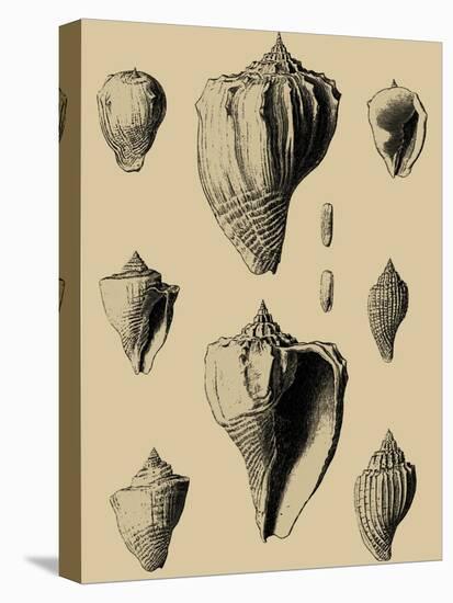 Shells on Khaki X-Denis Diderot-Stretched Canvas