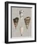 Shells on Linen III-Vision Studio-Framed Art Print