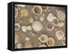Shells on the Beach, Ko Chang, Thailand-Gavriel Jecan-Framed Stretched Canvas