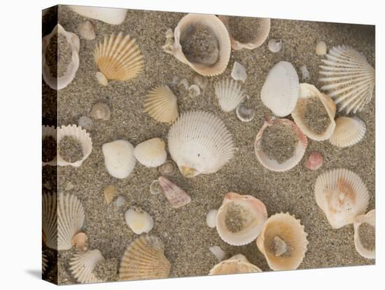 Shells on the Beach, Ko Chang, Thailand-Gavriel Jecan-Stretched Canvas