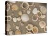 Shells on the Beach, Ko Chang, Thailand-Gavriel Jecan-Stretched Canvas