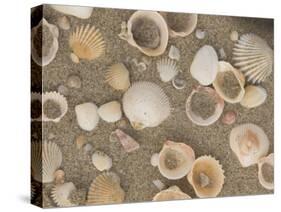 Shells on the Beach, Ko Chang, Thailand-Gavriel Jecan-Stretched Canvas