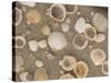 Shells on the Beach, Ko Chang, Thailand-Gavriel Jecan-Stretched Canvas