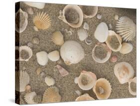 Shells on the Beach, Ko Chang, Thailand-Gavriel Jecan-Stretched Canvas