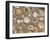 Shells on the Beach, Ko Chang, Thailand-Gavriel Jecan-Framed Photographic Print