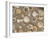 Shells on the Beach, Ko Chang, Thailand-Gavriel Jecan-Framed Photographic Print