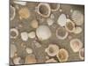 Shells on the Beach, Ko Chang, Thailand-Gavriel Jecan-Mounted Photographic Print