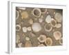 Shells on the Beach, Ko Chang, Thailand-Gavriel Jecan-Framed Photographic Print