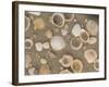 Shells on the Beach, Ko Chang, Thailand-Gavriel Jecan-Framed Photographic Print