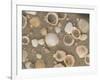 Shells on the Beach, Ko Chang, Thailand-Gavriel Jecan-Framed Photographic Print