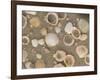 Shells on the Beach, Ko Chang, Thailand-Gavriel Jecan-Framed Photographic Print