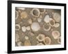 Shells on the Beach, Ko Chang, Thailand-Gavriel Jecan-Framed Photographic Print