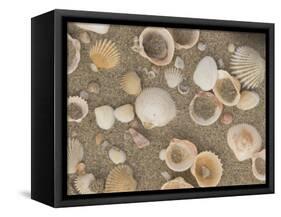 Shells on the Beach, Ko Chang, Thailand-Gavriel Jecan-Framed Stretched Canvas