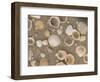 Shells on the Beach, Ko Chang, Thailand-Gavriel Jecan-Framed Photographic Print