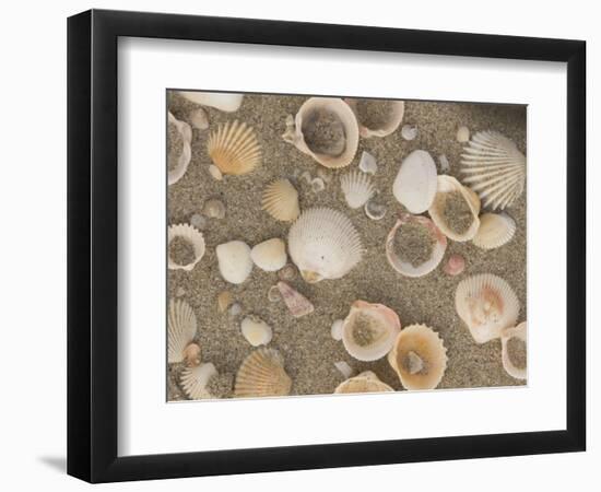 Shells on the Beach, Ko Chang, Thailand-Gavriel Jecan-Framed Photographic Print