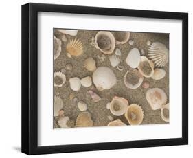 Shells on the Beach, Ko Chang, Thailand-Gavriel Jecan-Framed Photographic Print