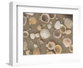 Shells on the Beach, Ko Chang, Thailand-Gavriel Jecan-Framed Photographic Print