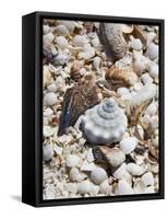 Shells on The Beach, Puerto Telchac, Mexico-Julie Eggers-Framed Stretched Canvas