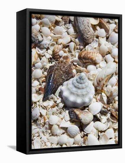 Shells on The Beach, Puerto Telchac, Mexico-Julie Eggers-Framed Stretched Canvas