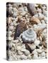 Shells on The Beach, Puerto Telchac, Mexico-Julie Eggers-Stretched Canvas