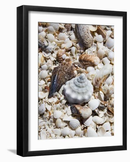 Shells on The Beach, Puerto Telchac, Mexico-Julie Eggers-Framed Photographic Print