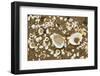 Shells on Tide Line, Sandyhills Bay, Solway Firth, Dumfries and Galloway, Scotland, February-Mark Hamblin-Framed Photographic Print