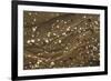 Shells on Tide Line, Sandyhills Bay, Solway Firth, Dumfries and Galloway, Scotland, February-Mark Hamblin-Framed Photographic Print