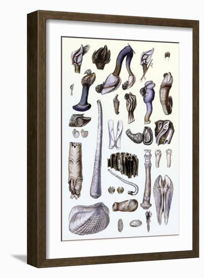 Shells: Pedunculated Cirrepedes and Conchifera Dimyaria-G.b. Sowerby-Framed Art Print