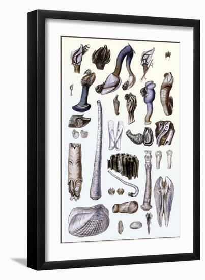 Shells: Pedunculated Cirrepedes and Conchifera Dimyaria-G.b. Sowerby-Framed Art Print