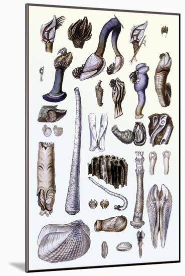 Shells: Pedunculated Cirrepedes and Conchifera Dimyaria-G.b. Sowerby-Mounted Art Print