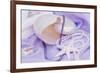 Shells Purple Pearls-FS Studio-Framed Giclee Print