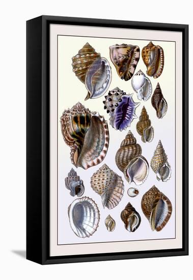 Shells: Purpurifera-G.b. Sowerby-Framed Stretched Canvas