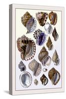 Shells: Purpurifera-G.b. Sowerby-Stretched Canvas