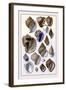 Shells: Purpurifera-G.b. Sowerby-Framed Art Print