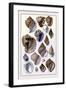 Shells: Purpurifera-G.b. Sowerby-Framed Art Print