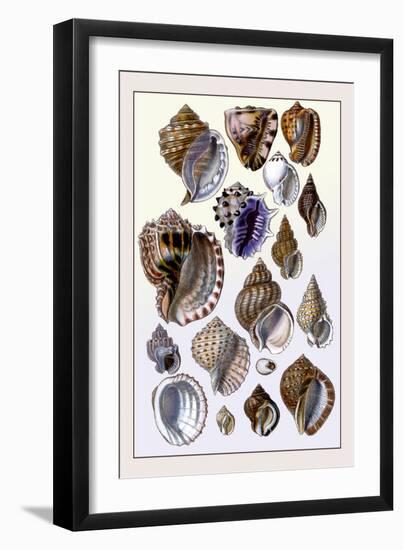 Shells: Purpurifera-G.b. Sowerby-Framed Art Print