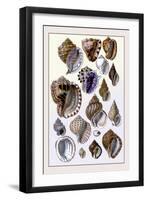 Shells: Purpurifera-G.b. Sowerby-Framed Art Print