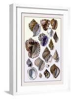 Shells: Purpurifera-G.b. Sowerby-Framed Art Print