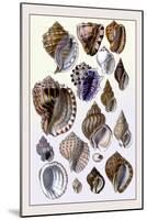 Shells: Purpurifera-G.b. Sowerby-Mounted Art Print