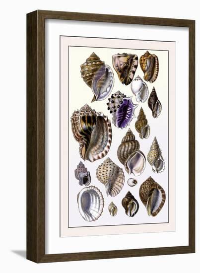 Shells: Purpurifera-G.b. Sowerby-Framed Art Print