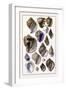 Shells: Purpurifera-G.b. Sowerby-Framed Art Print