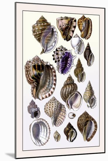 Shells: Purpurifera-G.b. Sowerby-Mounted Art Print