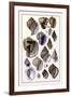 Shells: Purpurifera-G.b. Sowerby-Framed Art Print