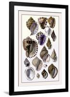 Shells: Purpurifera-G.b. Sowerby-Framed Art Print