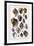 Shells: Purpurifera-G.b. Sowerby-Framed Art Print