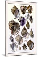 Shells: Purpurifera-G.b. Sowerby-Mounted Art Print